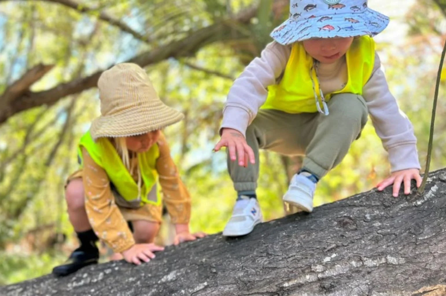 Children climbing a tree during an outdoor Forest School experience at Haven Early Learning